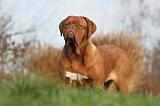 DOGUE DE BORDEAUX 208